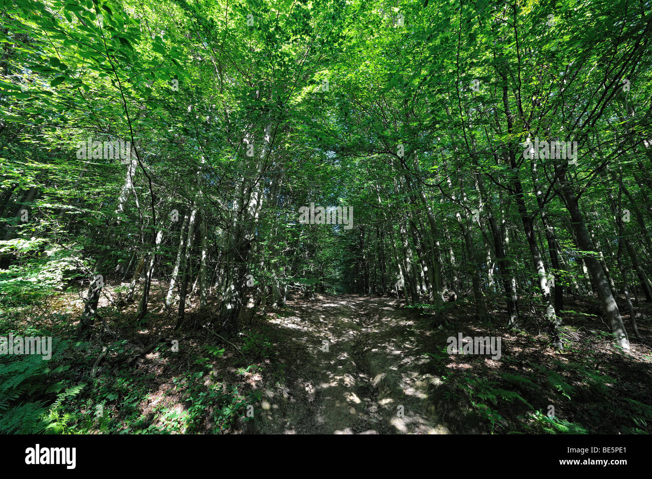 Luce solare pezzata rottura attraverso un bosco di faggi avenue su un sentiero fangoso Foto Stock