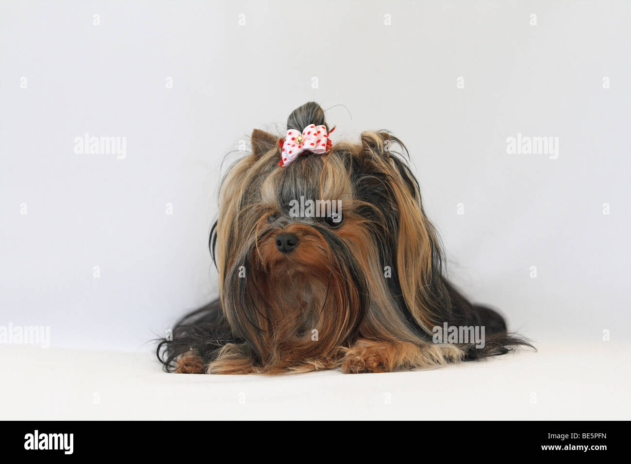 Yorkshire Terrier, sfondo bianco Foto Stock