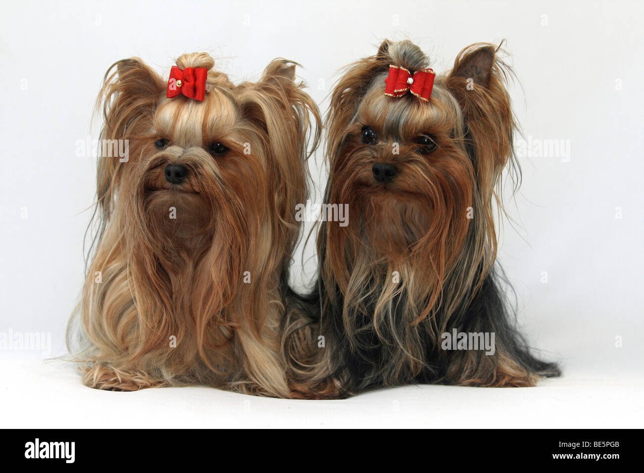 Yorkshire Terrier, sfondo bianco Foto Stock