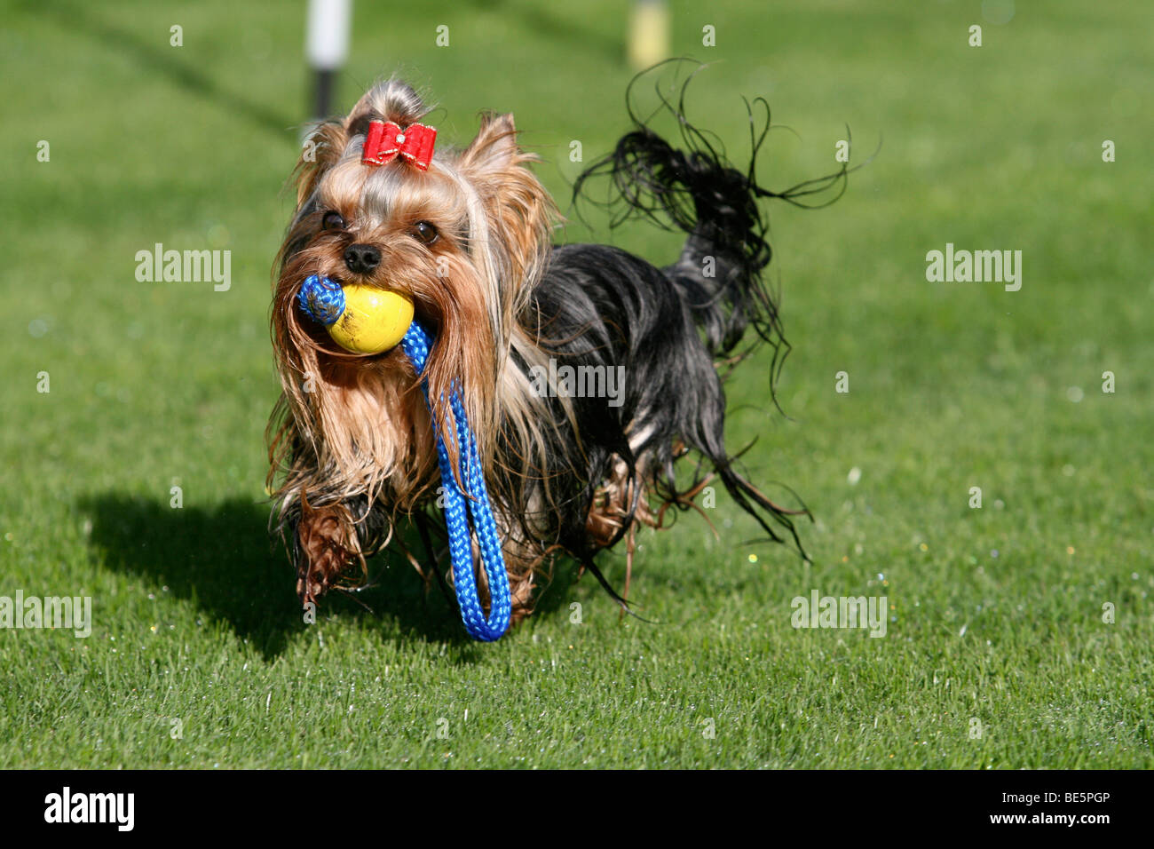 Yorkshire Terrier in esecuzione in un prato, il giocattolo in bocca Foto Stock