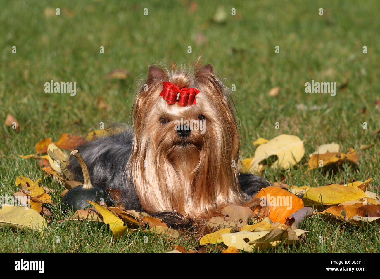 Yorkshire Terrier giacente su foglie di autunno su un prato Foto Stock