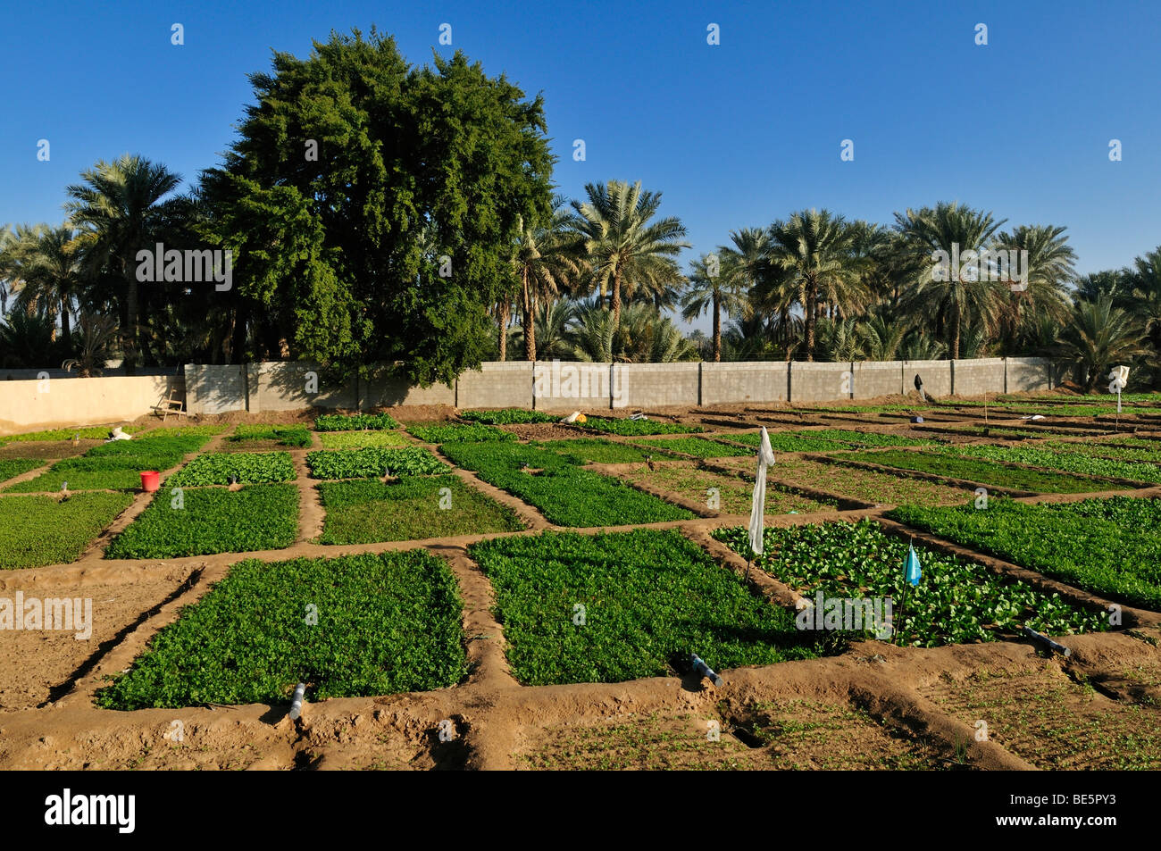 Orto a oasi Buraimi, Al Dhahirah regione, il sultanato di Oman, Arabia, Medio Oriente Foto Stock