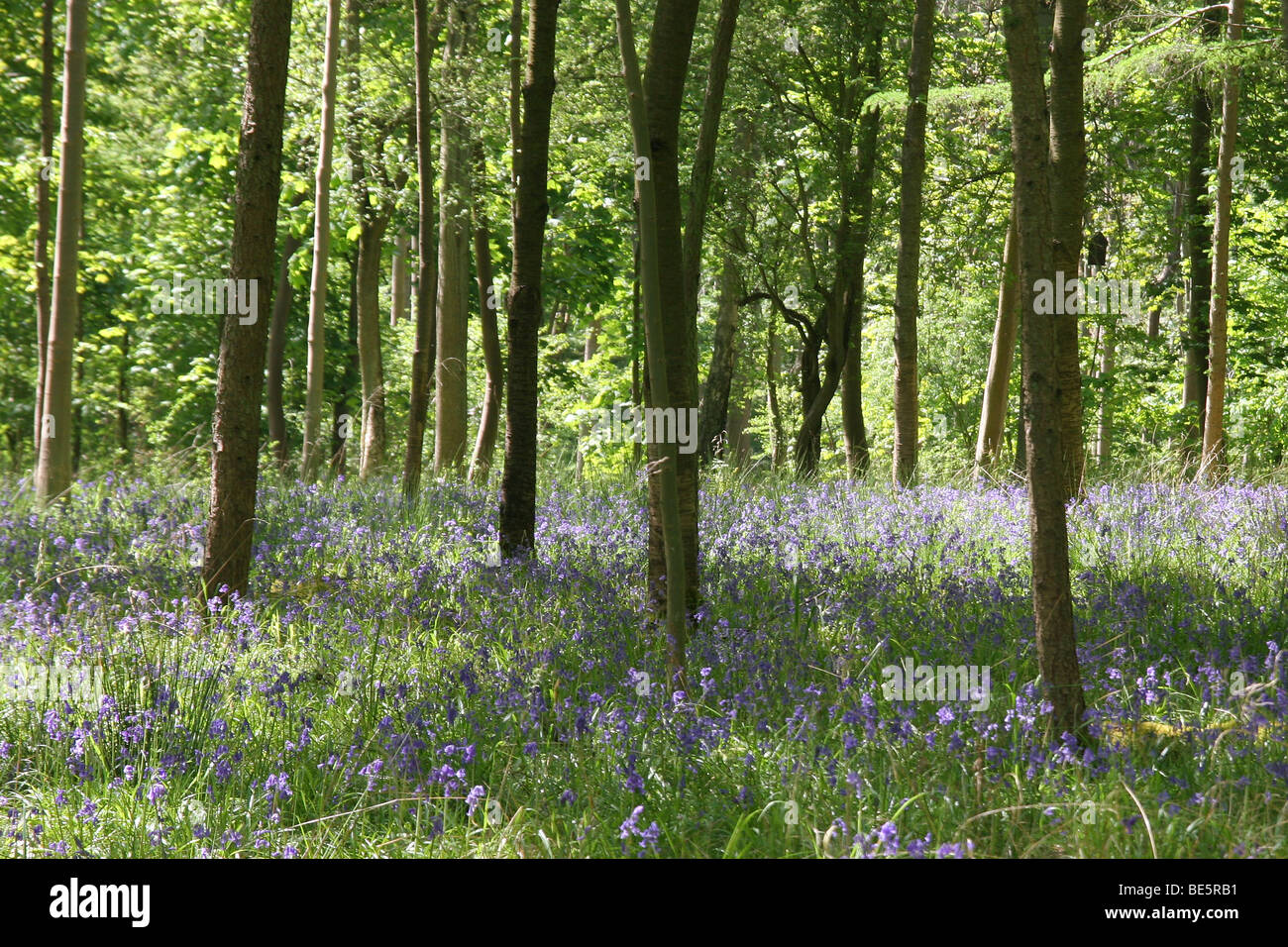 Bluebells a Bagley legno, Kennington, Oxfordshire, Regno Unito. Foto Stock