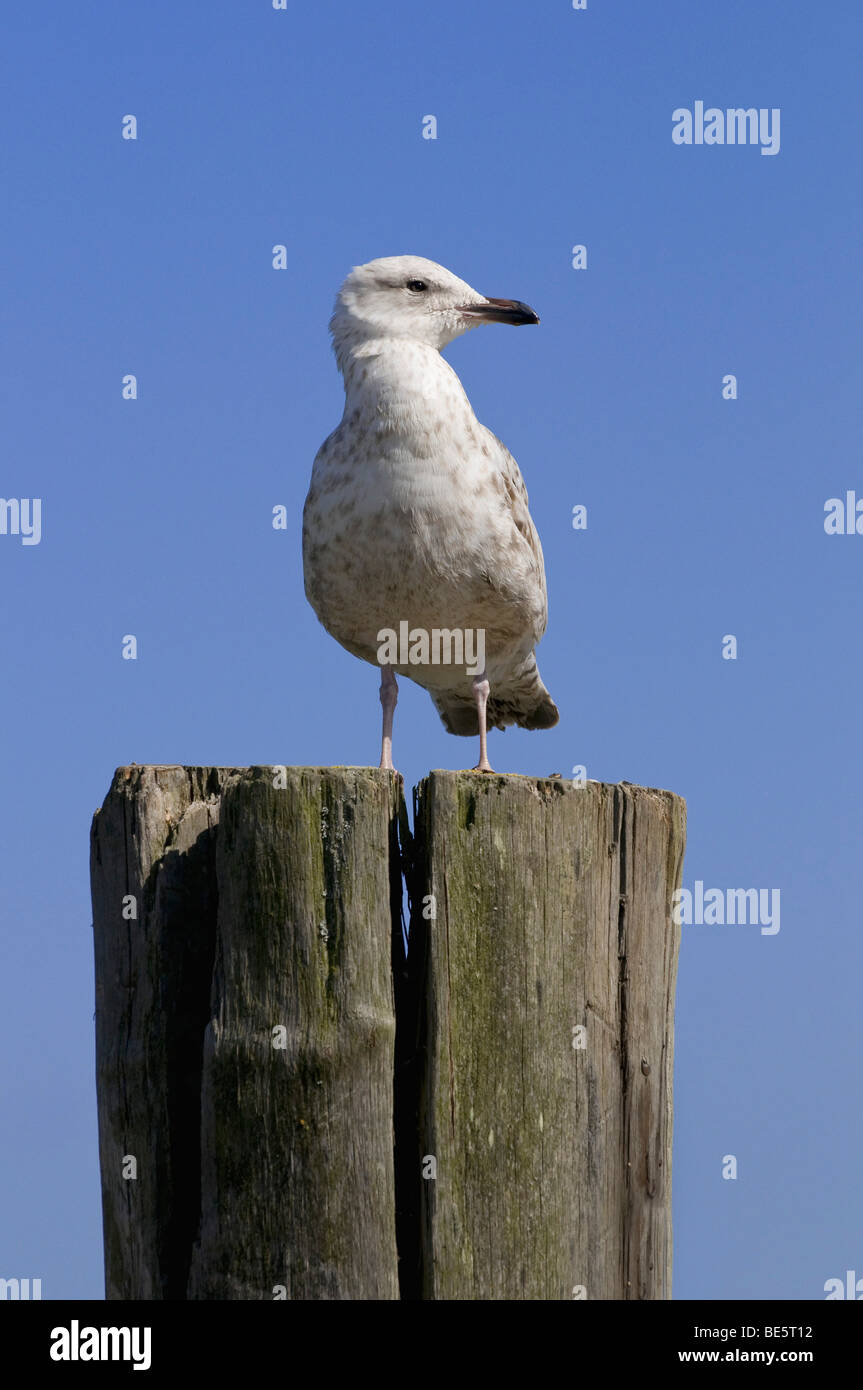 Giovani aringhe gabbiano (Larus argentatus) in piumaggio giovanile sulla porta bollard Foto Stock