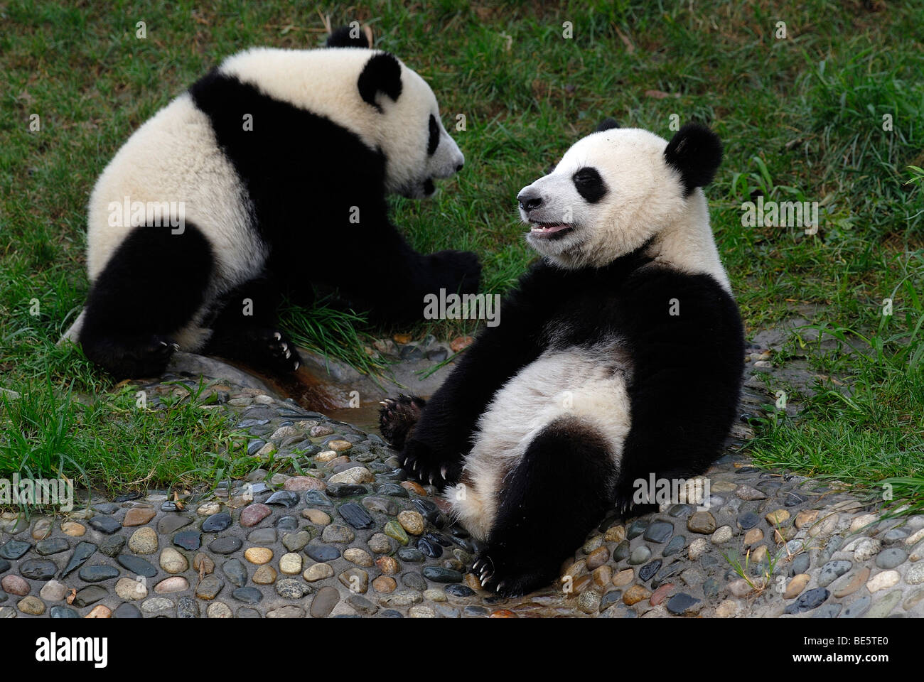 Due panda giganti (Ailuropoda melanoleuca) nella ricerca e centro di allevamento, Chengdu Sichuan, in Cina, Asia Foto Stock