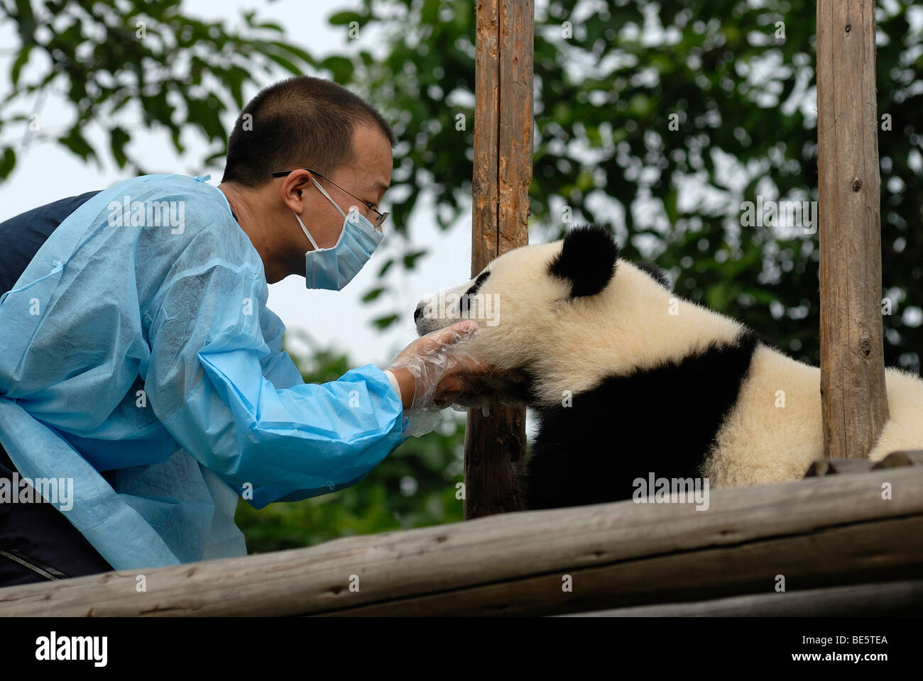 Panda gigante (Ailuropoda melanoleuca) e custode alla ricerca e centro di allevamento, Chengdu Sichuan, in Cina, Asia Foto Stock