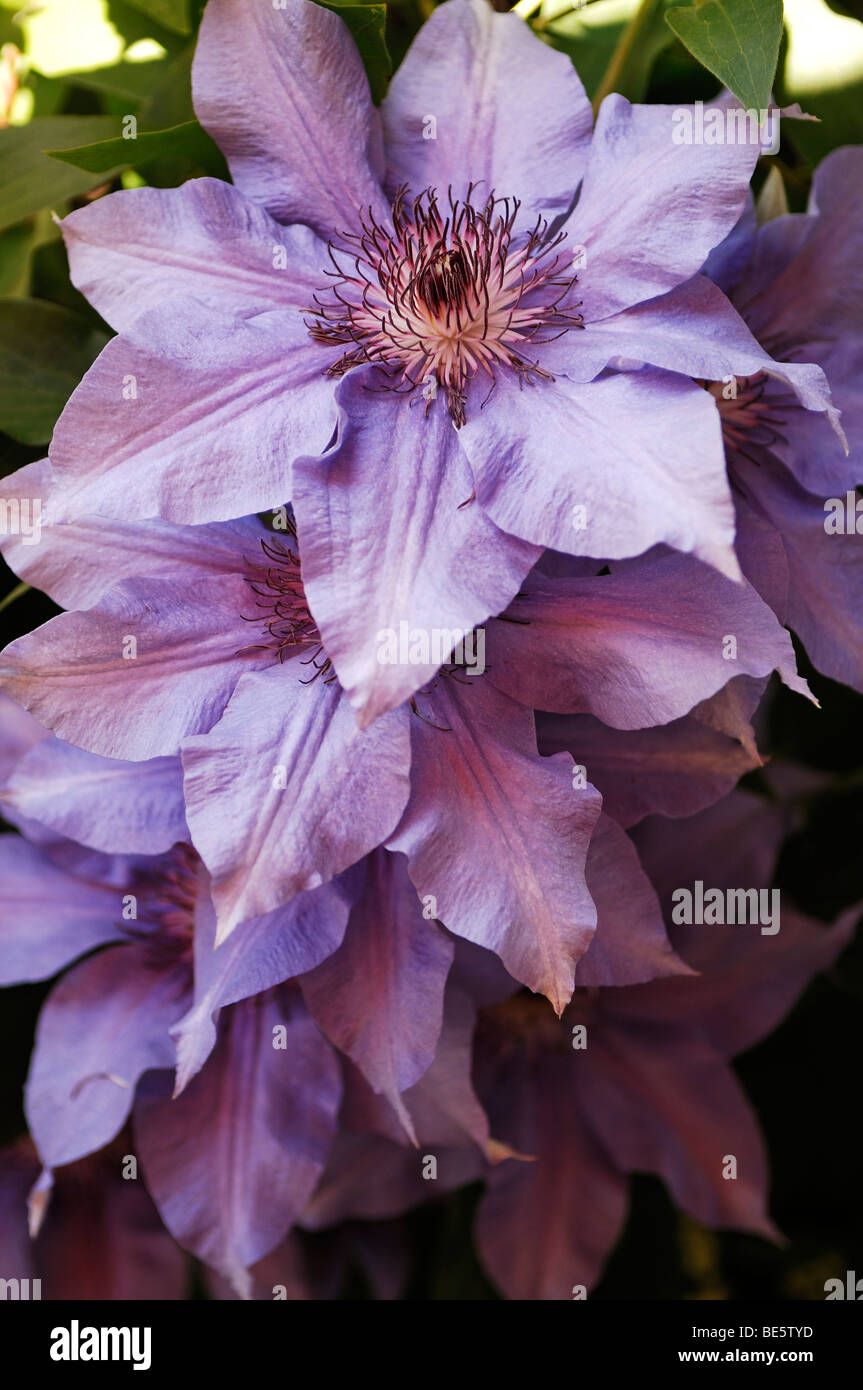 Viola la clematide fiore (Clematis) Foto Stock