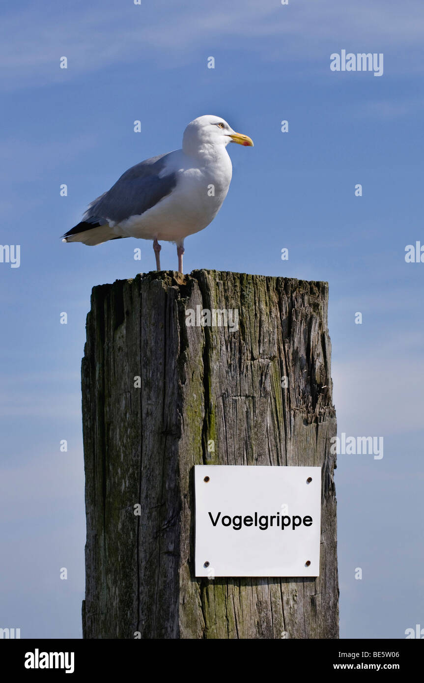 Aringa Gabbiano (Largus argentatus) sulla porta bollard, al di sotto del segno: Vogelgrippe, influenza aviaria Foto Stock