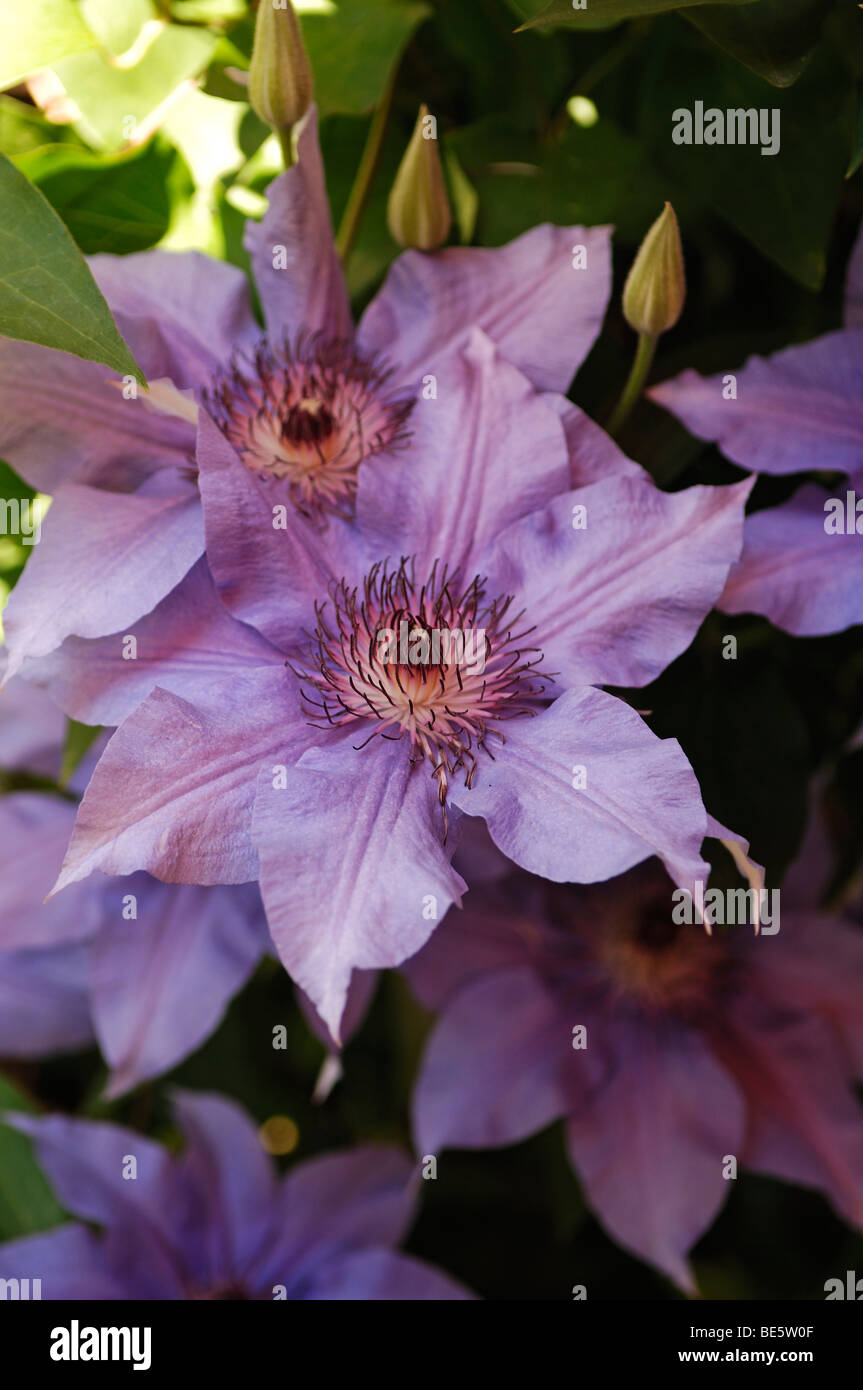 Viola la clematide fiore (Clematis) Foto Stock