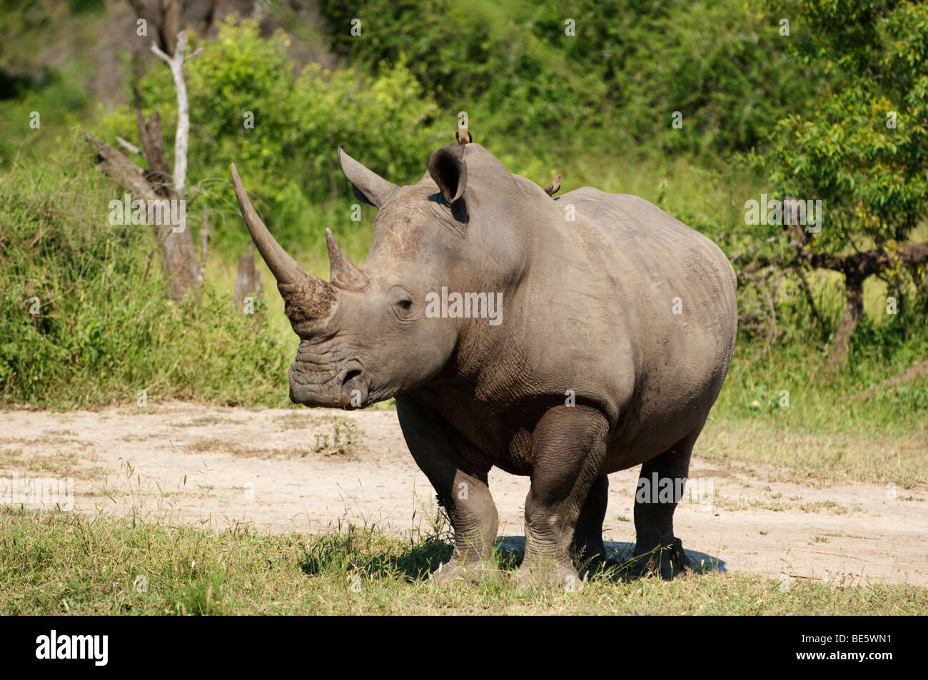 Rinoceronte bianco (Ceratotherium simum), MalaMala Game Reserve, maggiore parco nazionale Kruger, Sud Africa Foto Stock