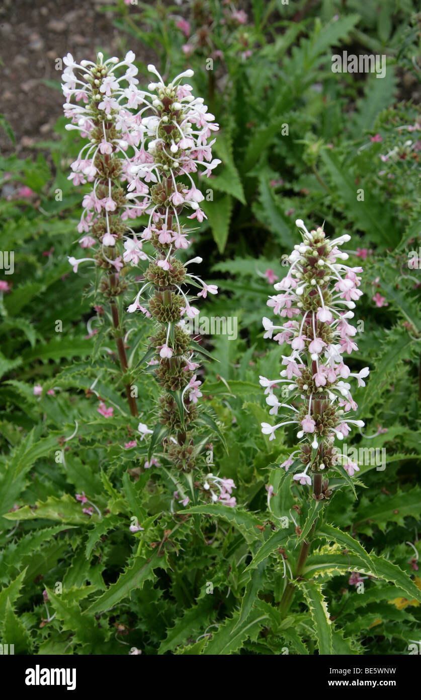 Morina longifolia immagini e fotografie stock ad alta risoluzione Alamy