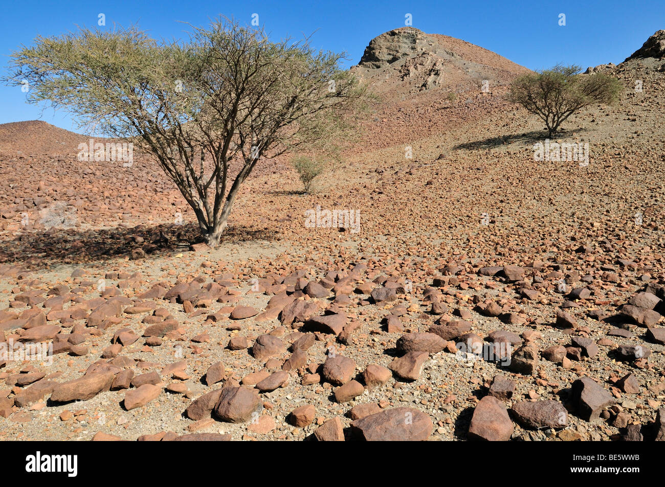 Gli alberi di acacia nel Wadi Tiwi, deserto roccioso, Hajar al Gharbi montagne, Al Dhahirah regione, il sultanato di Oman, Arabia, Medio Oriente Foto Stock