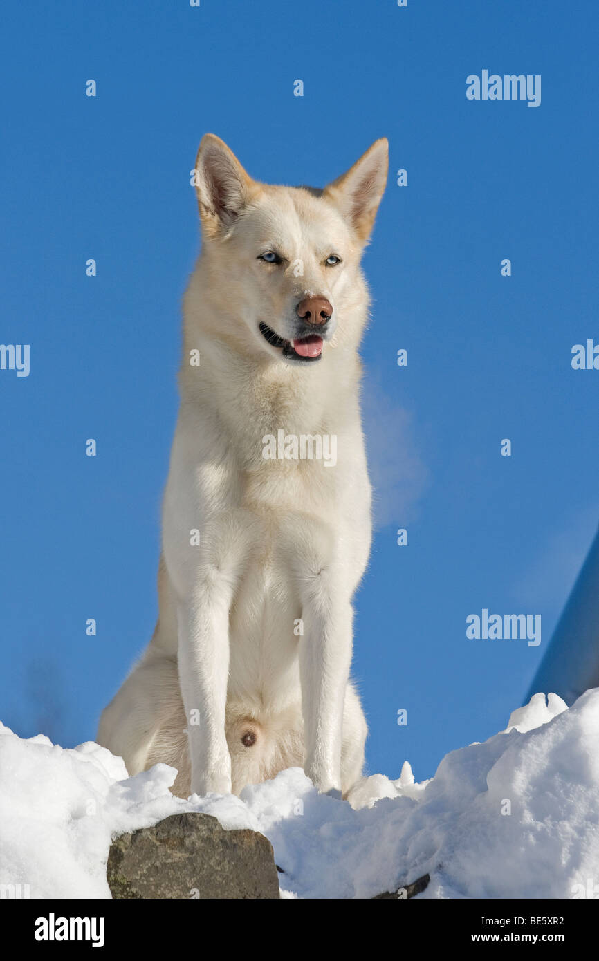 Siberian Husky, maschio, 5 anni, seduti sulle rocce della neve Foto Stock