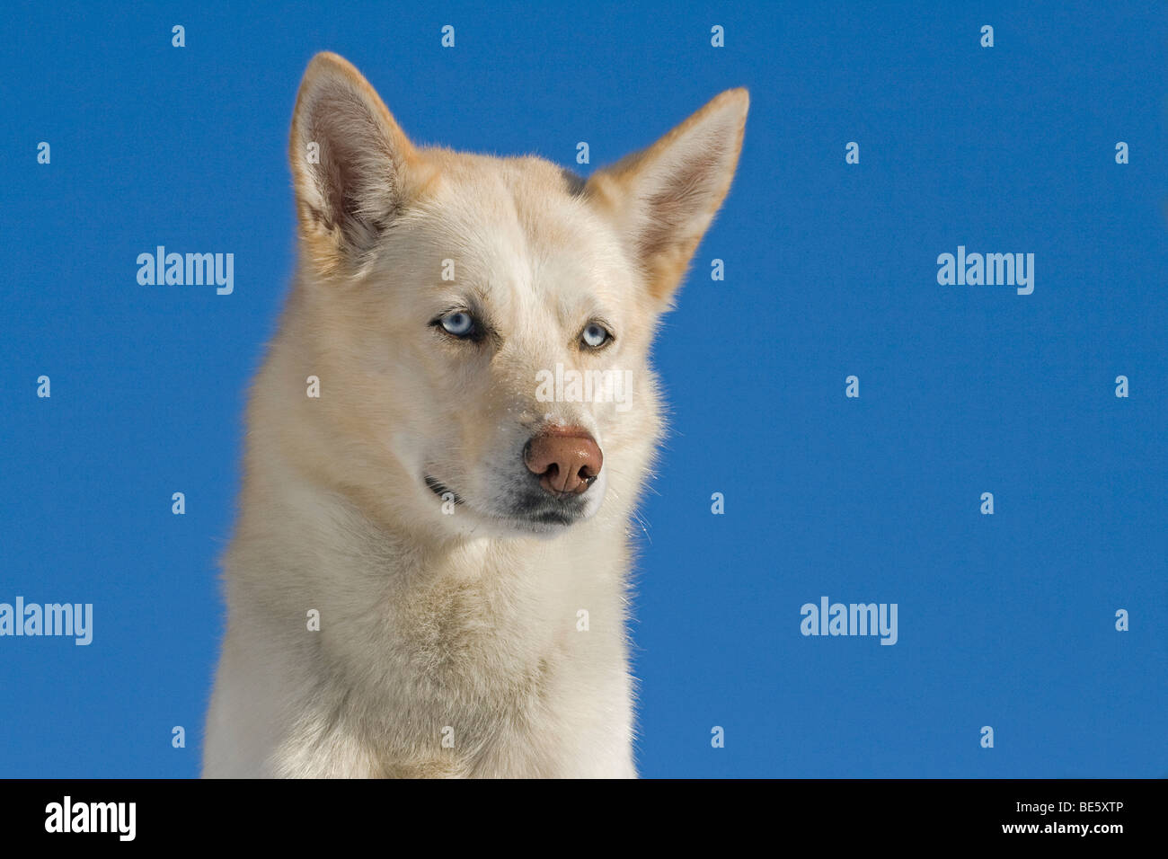 Siberian Husky, ritratto Foto Stock