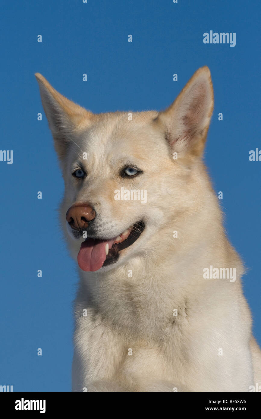 Siberian Husky, maschio, 5 anni, ritratto Foto Stock
