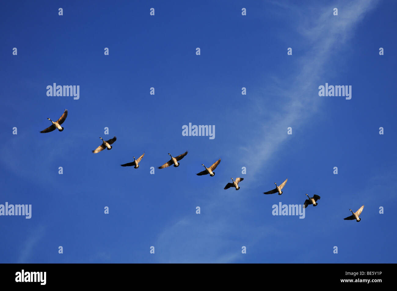 Oche canadesi in volo su un cielo blu Foto Stock