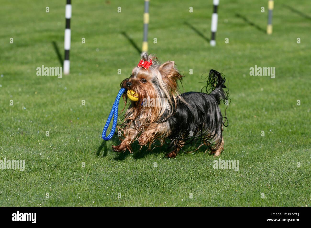 Yorkshire Terrier in esecuzione in un prato, il giocattolo in bocca Foto Stock