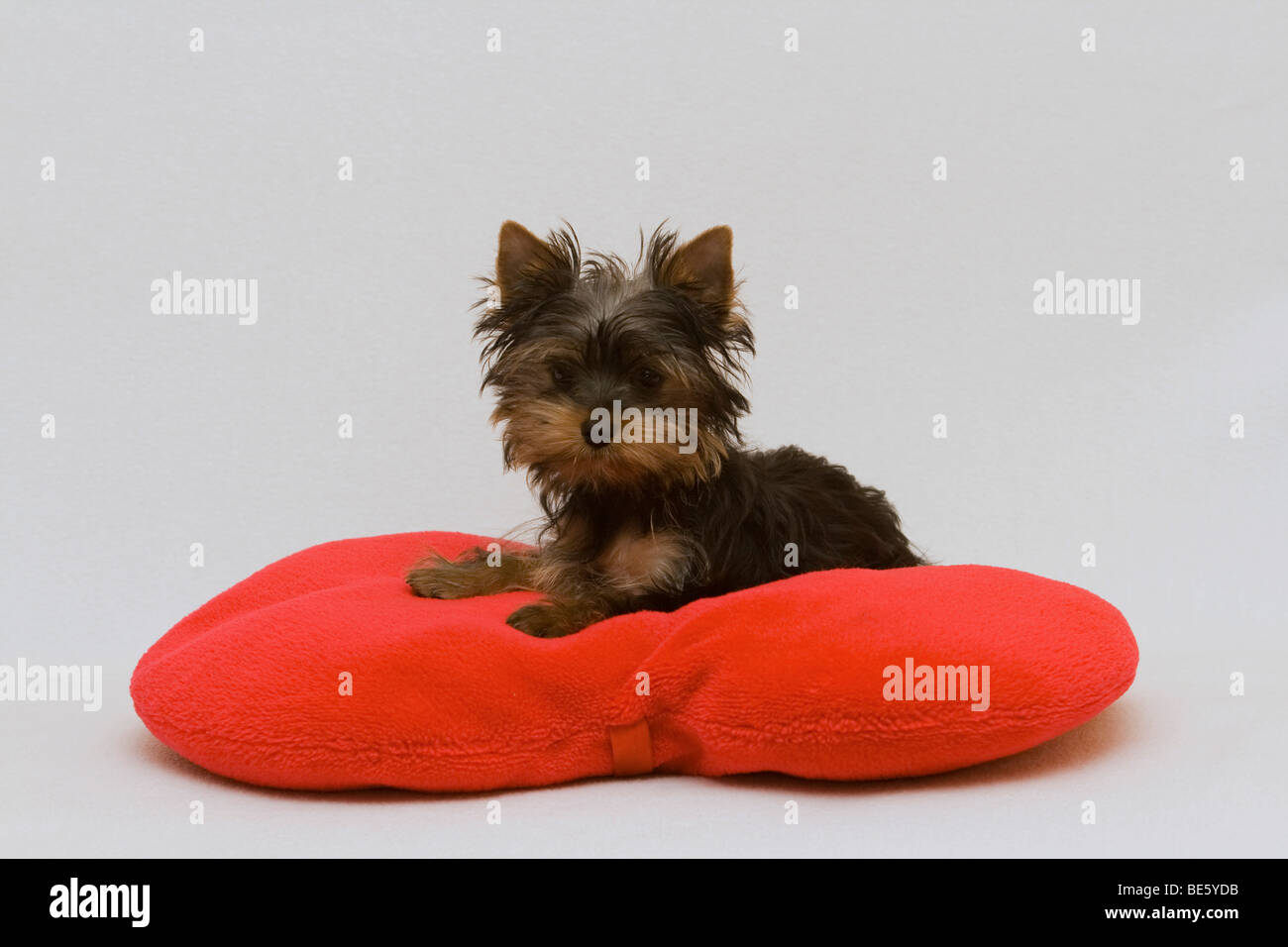 Yorkshire Terrier cucciolo, 14 settimane di età, seduto su un cuore rosso-cuscino sagomato Foto Stock