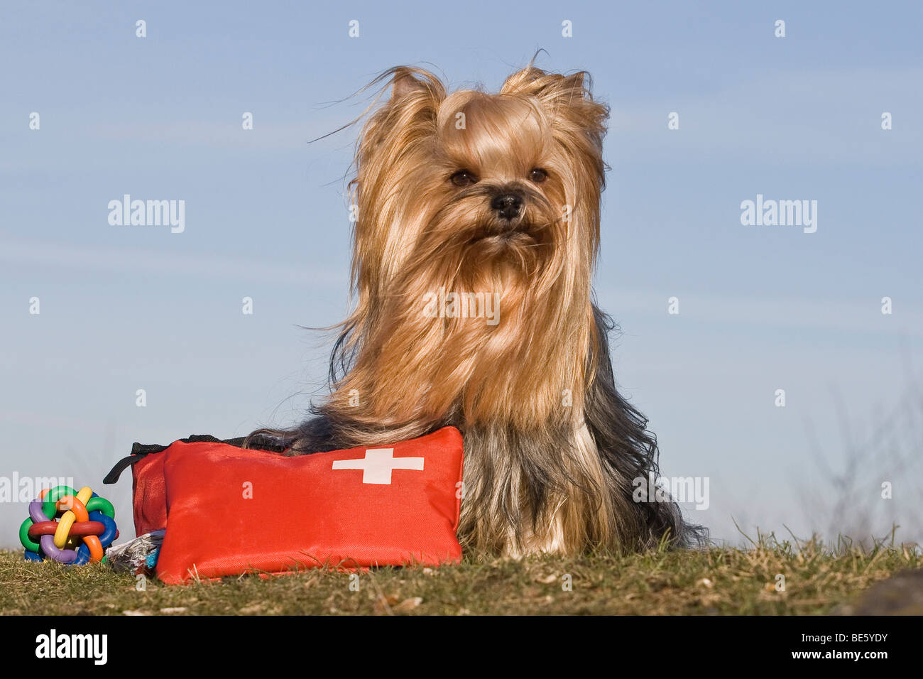 Yorkshire Terrier seduto su un prato accanto ad un primo sacchetto di aiuto per cani Foto Stock