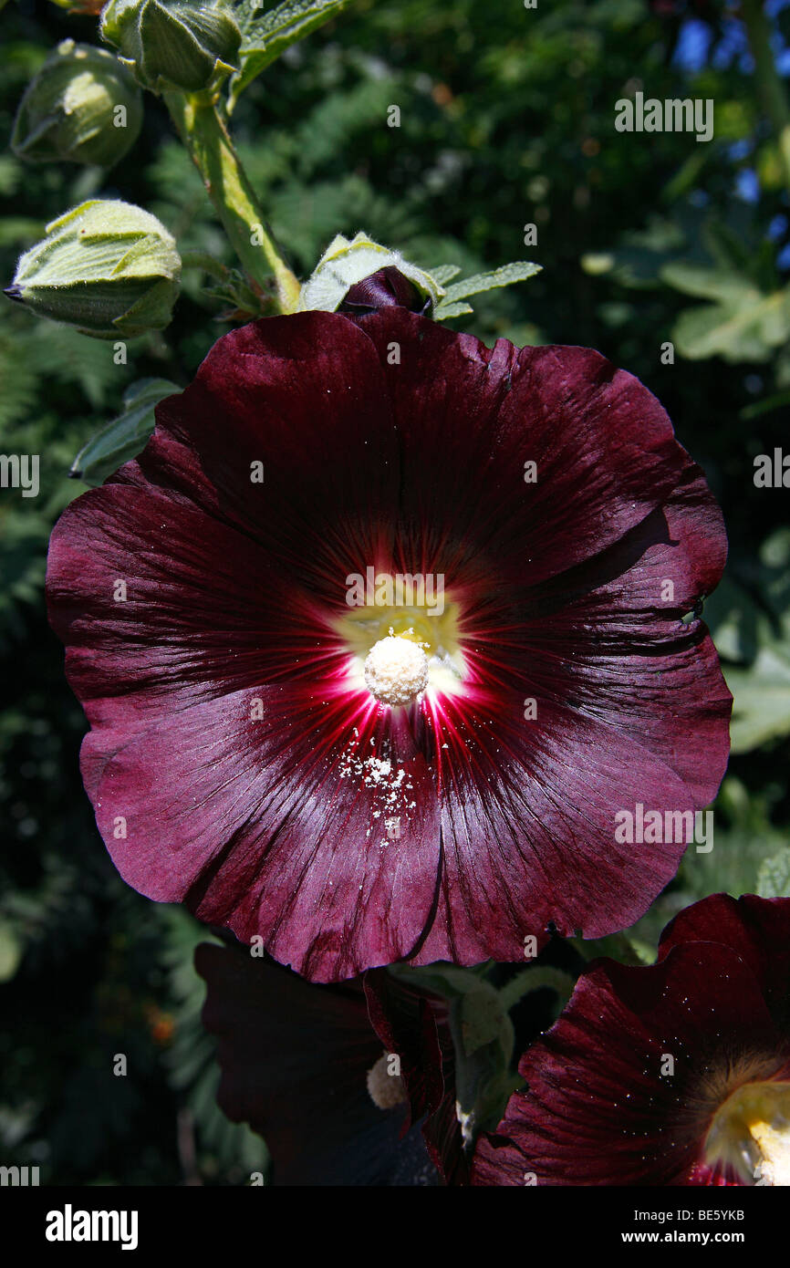 Fioritura Hollyhock nero (Alcea rosea cultivar Nigra) Foto Stock