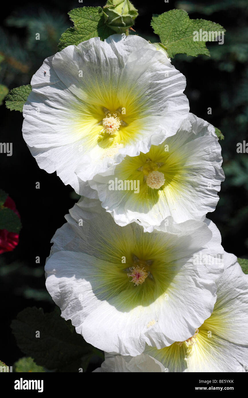 Bianco Hollyhock comune (Alcea rosea) (Althaea rosea) Foto Stock