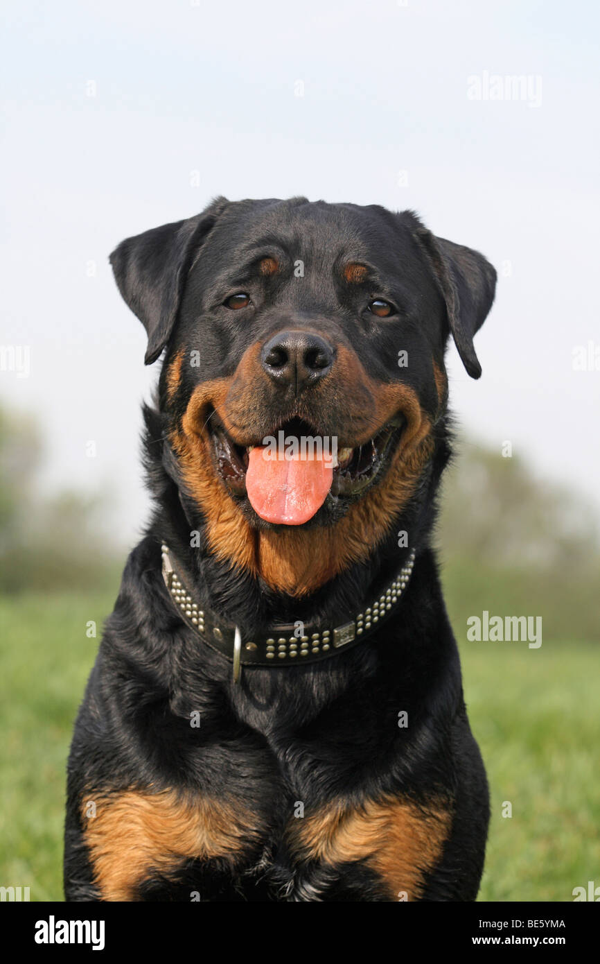 Rottweiler, ritratto Foto Stock