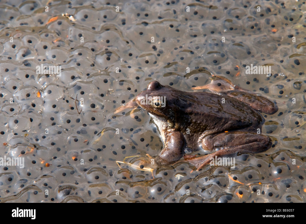 Frog (Rana temporaria), la deposizione delle uova Foto Stock