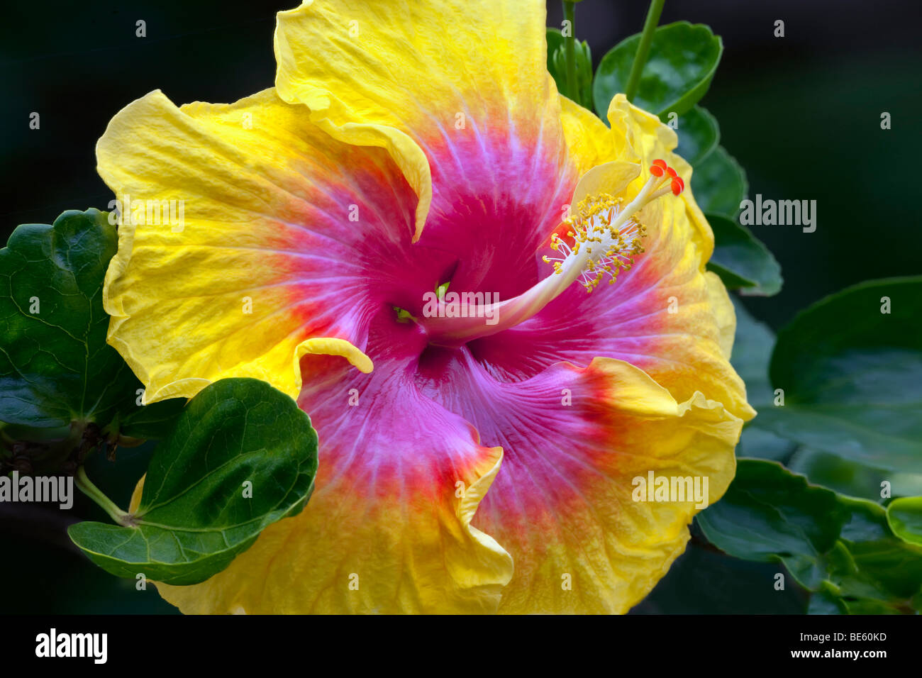 Close up hybiscus fiore. Kauai, Hawaii. Foto Stock