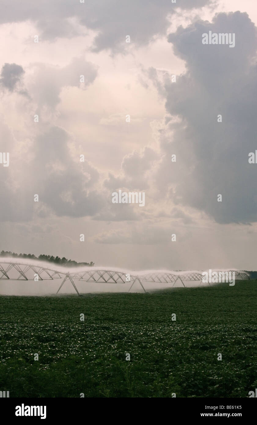 Sistema di irrigazione di irrorazione di acqua sul raccolto di fattoria Foto Stock