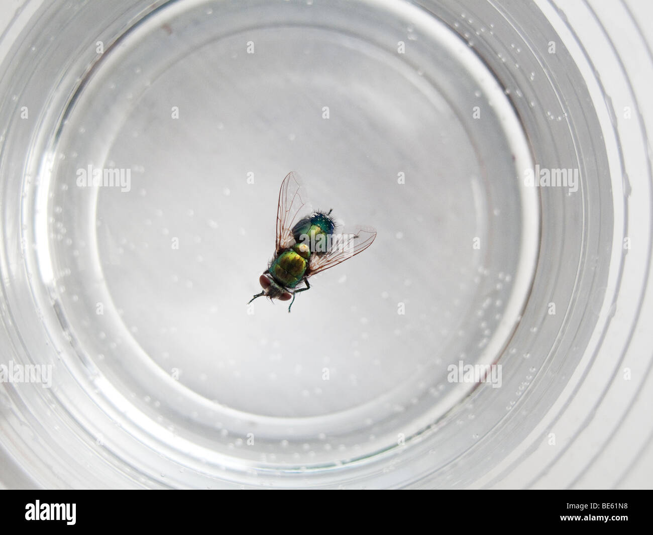 Comune bottiglia verde fly -(Lucilia sericata)-annegamento in un bicchiere di acqua Foto Stock