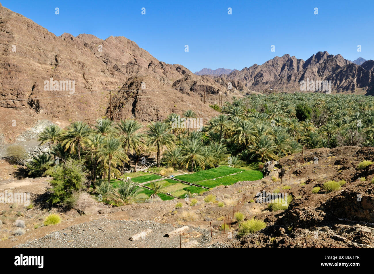 Palm oasis di Kutwa (vicino a Buraimi, Al Dhahirah regione, il sultanato di Oman, Arabia, Medio Oriente Foto Stock