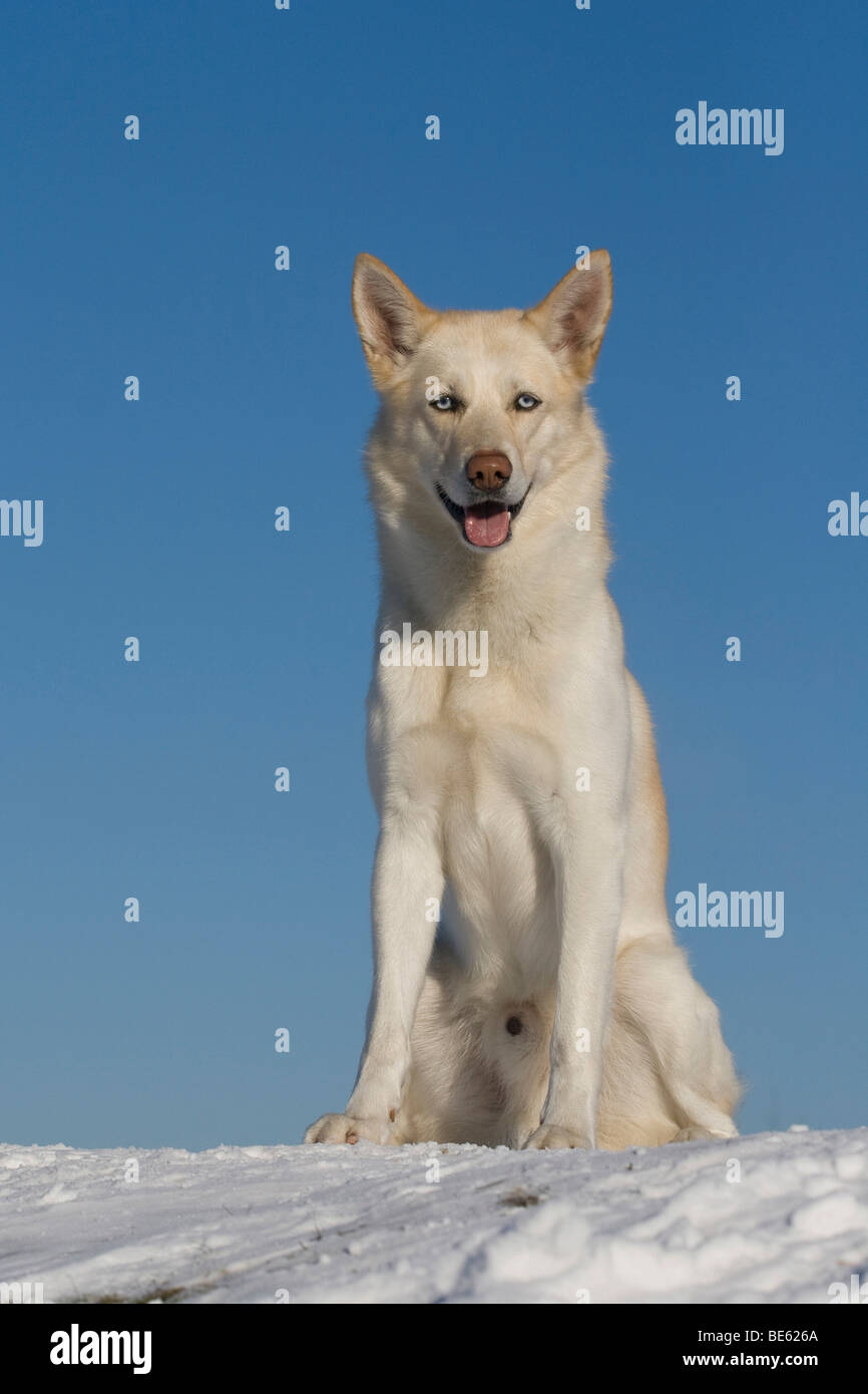 Siberian Husky, maschio, 5 anni, si siede nella neve Foto Stock