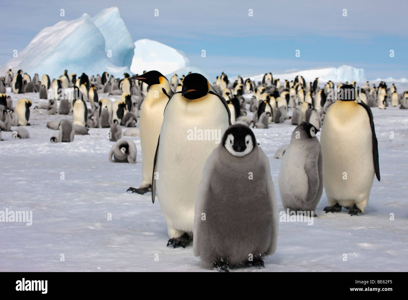 Allevamento di colonia di pinguini imperatore a Snow Hill Island in Antartide, soffici adorable bebè, iceberg, cielo blu Foto Stock