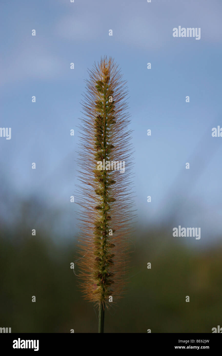 Close-up di coda di volpe verde erba, mostrando le sementi Foto Stock