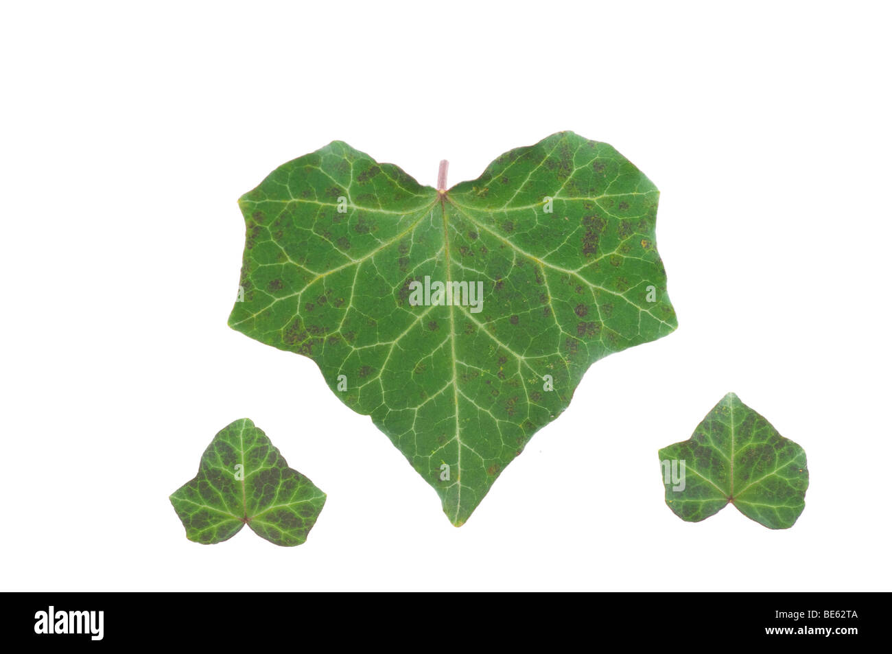 Edera (Hedera helix L.), foglie Foto Stock