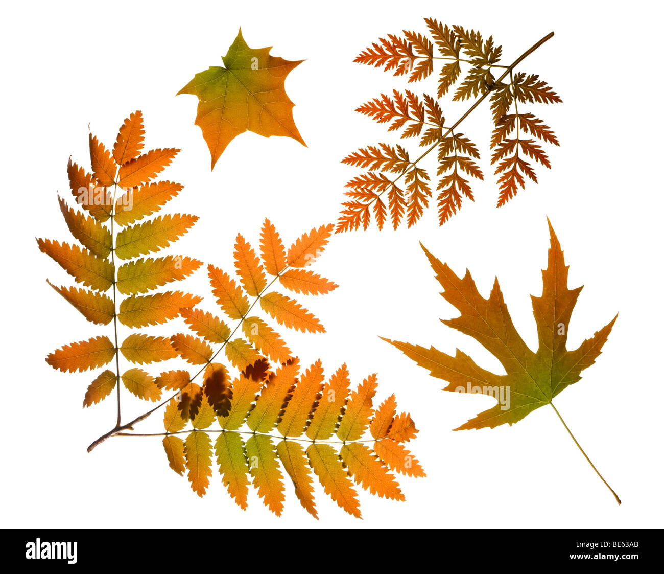 Autunno rosso foglie di albero Foto Stock