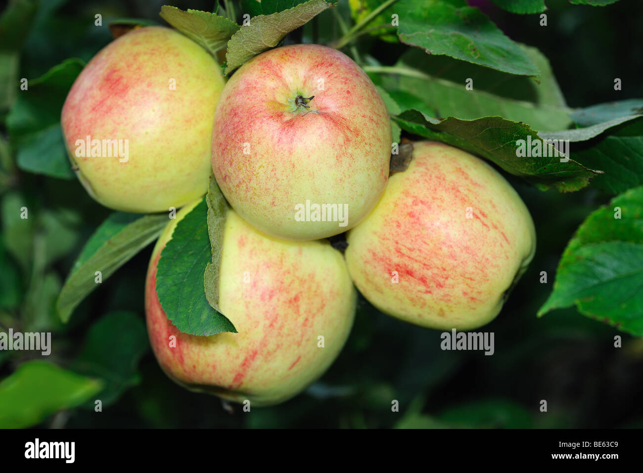 Quattro luce verde inglese mangiare le mele con un rosso arrossire, che cresce su un albero, pronte per la raccolta Foto Stock