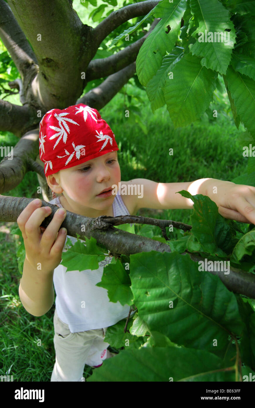 Le ragazze, 5 anni, indossando una bandana pirata, salendo un albero Foto Stock