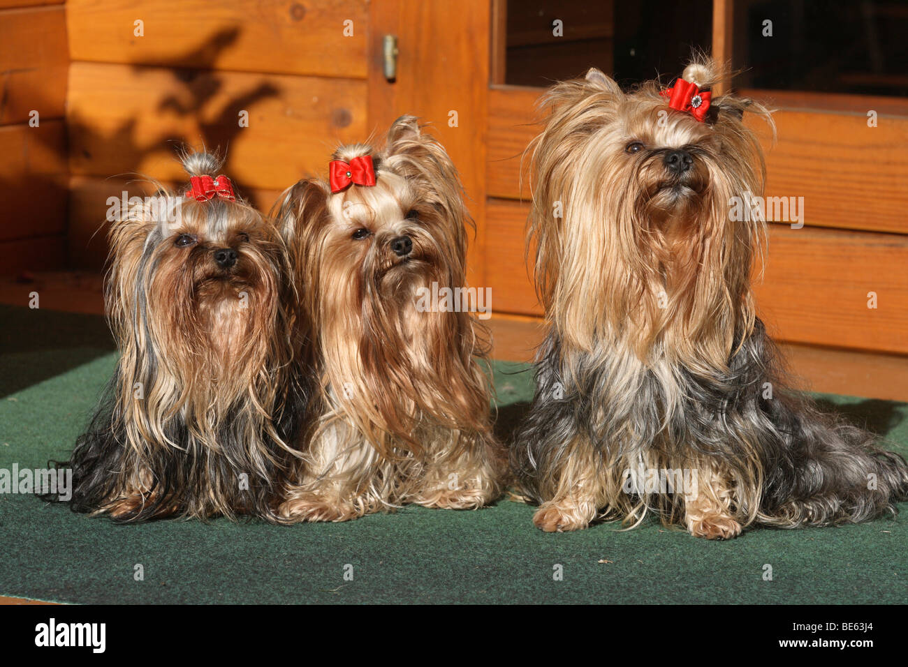 3 Yorkshire Terrier seduto accanto a ciascun altro su di una terrazza, di fronte a una casa con giardino Foto Stock
