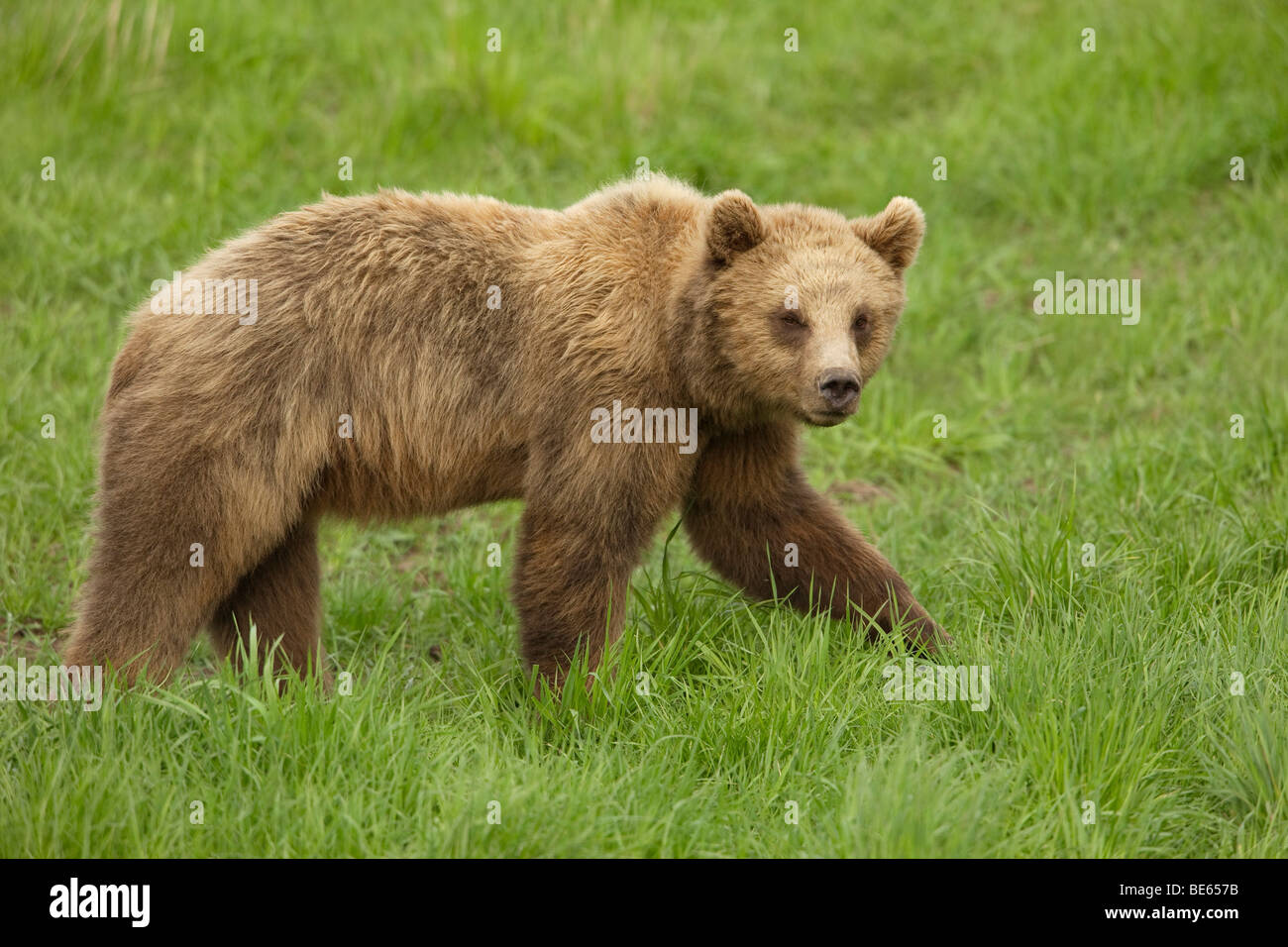 Unione l'orso bruno (Ursus arctos) camminando su un prato. Foto Stock