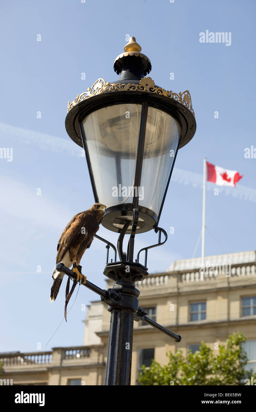 Una fotografia di un falco appollaiato su una lampada posta in Trafalgar Square Foto Stock