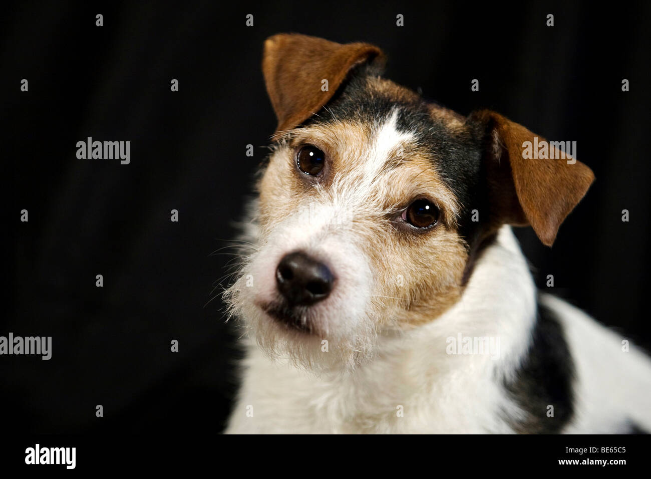 Parson Russell Terrier, ritratto Foto Stock