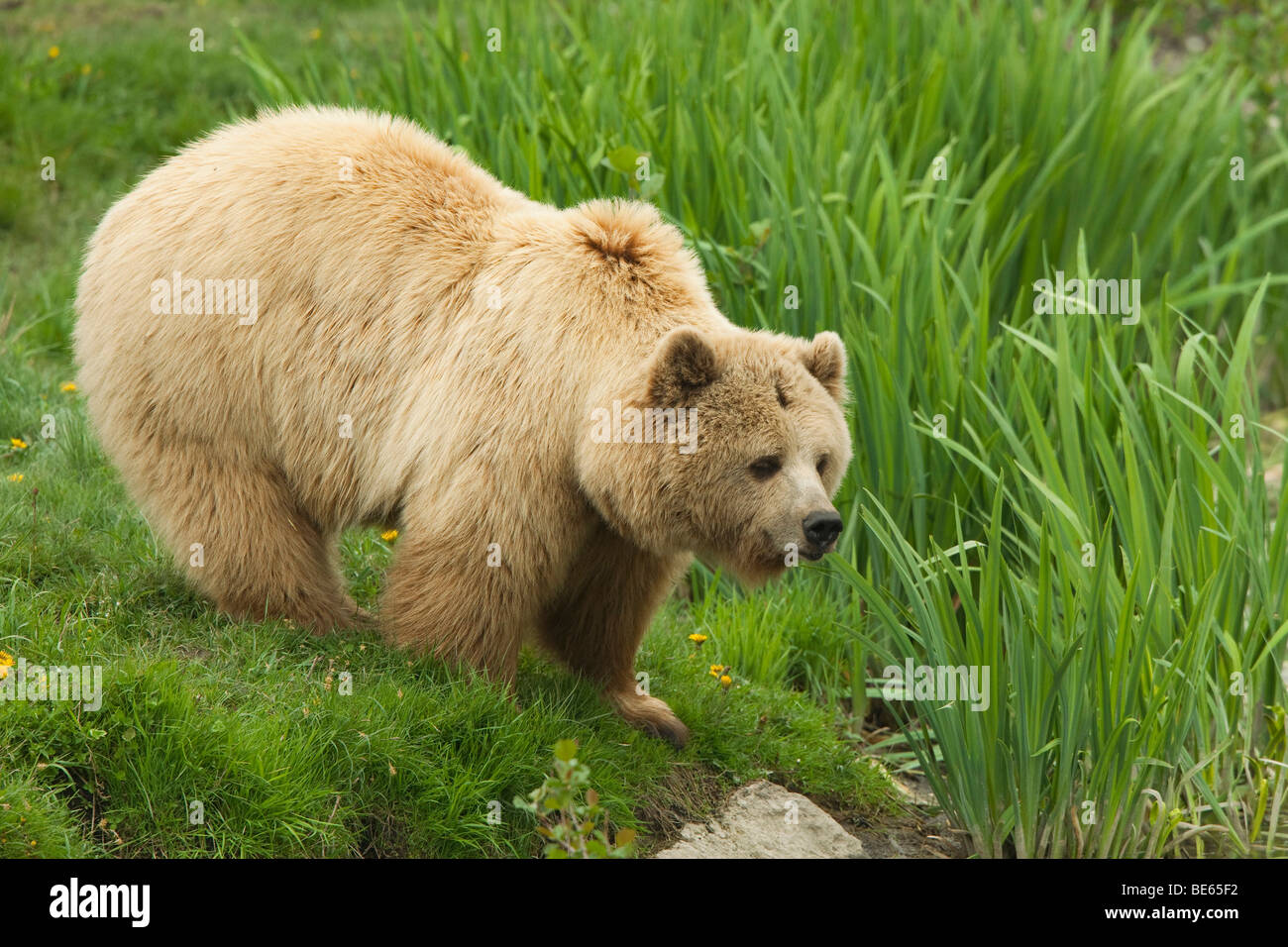 Unione l'orso bruno (Ursus arctos) permanente al bordo delle acque. Foto Stock