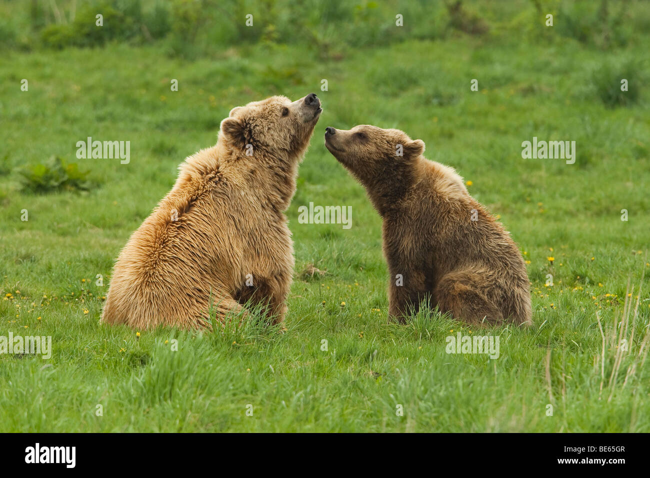 Unione l'orso bruno (Ursus arctos). Seminare con cub seduto su un prato. Foto Stock