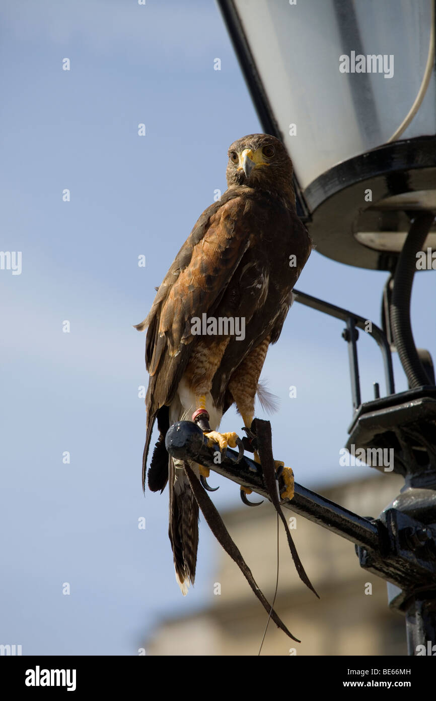 Una fotografia di un Kestrel arroccato su un lampione in Trafalgar Square Foto Stock