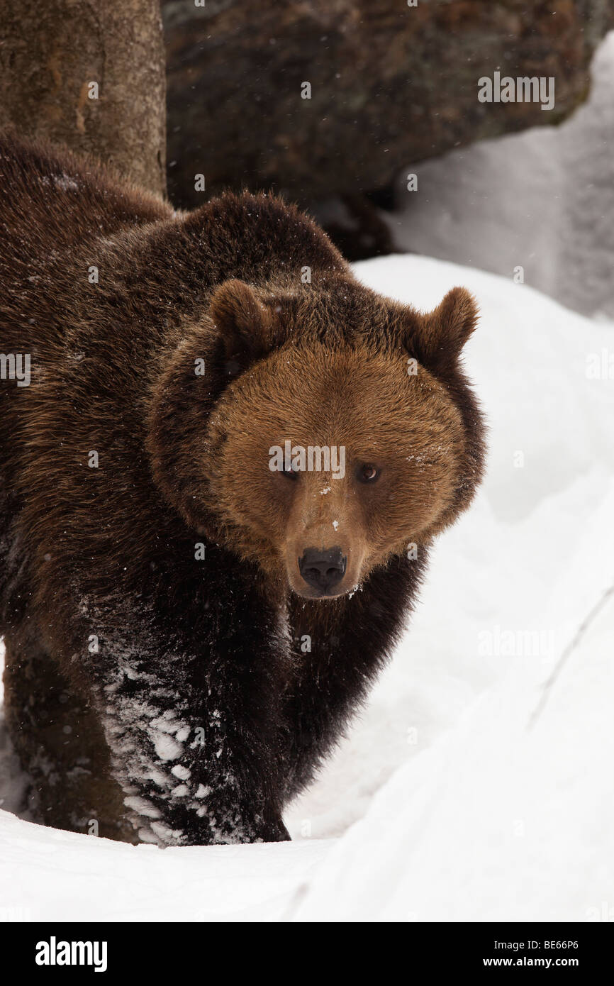 Unione l'orso bruno (Ursus arctos) nella neve profonda. Foto Stock