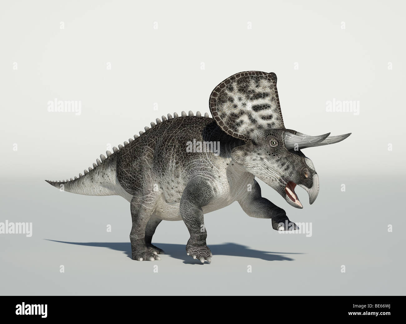 Zuniceratops fotorealistico a piedi Foto Stock