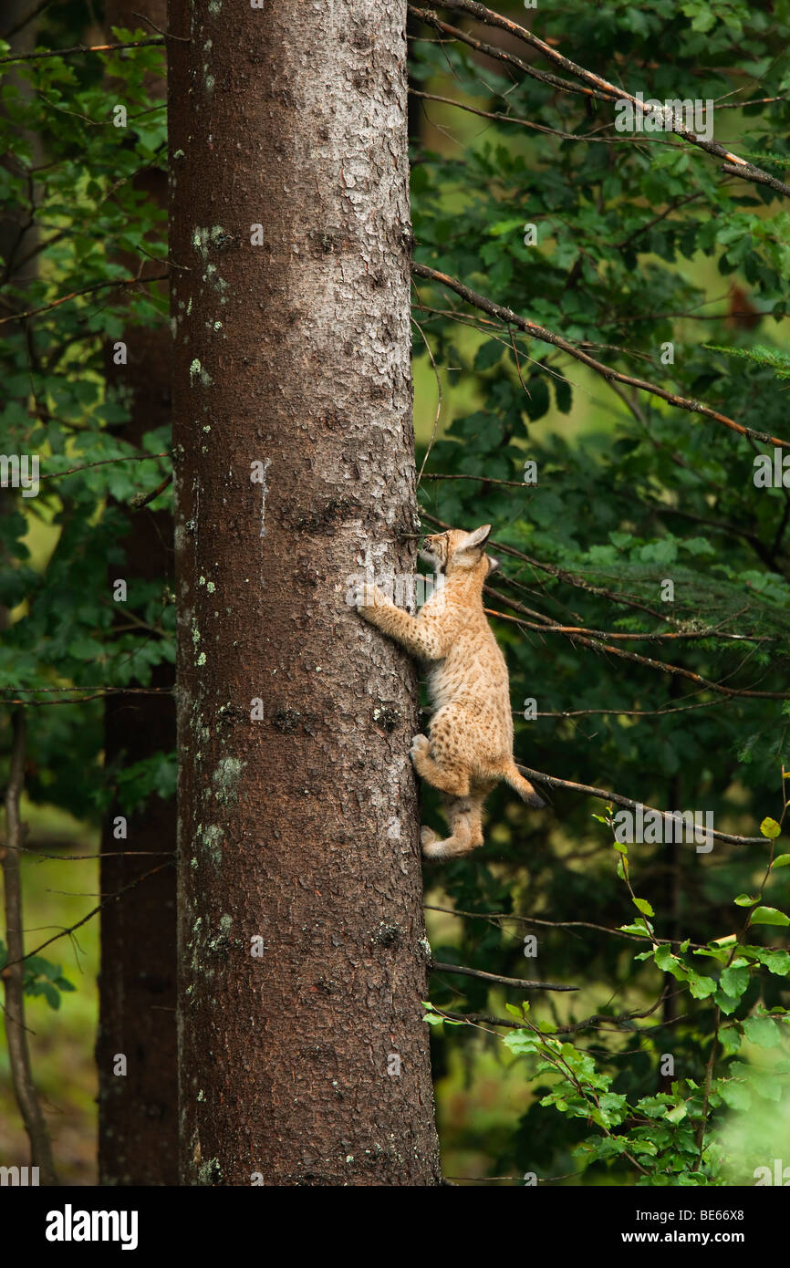 Lince europea (Felis lynx, Lynx lynx). I capretti salendo su un tronco di albero. Foto Stock