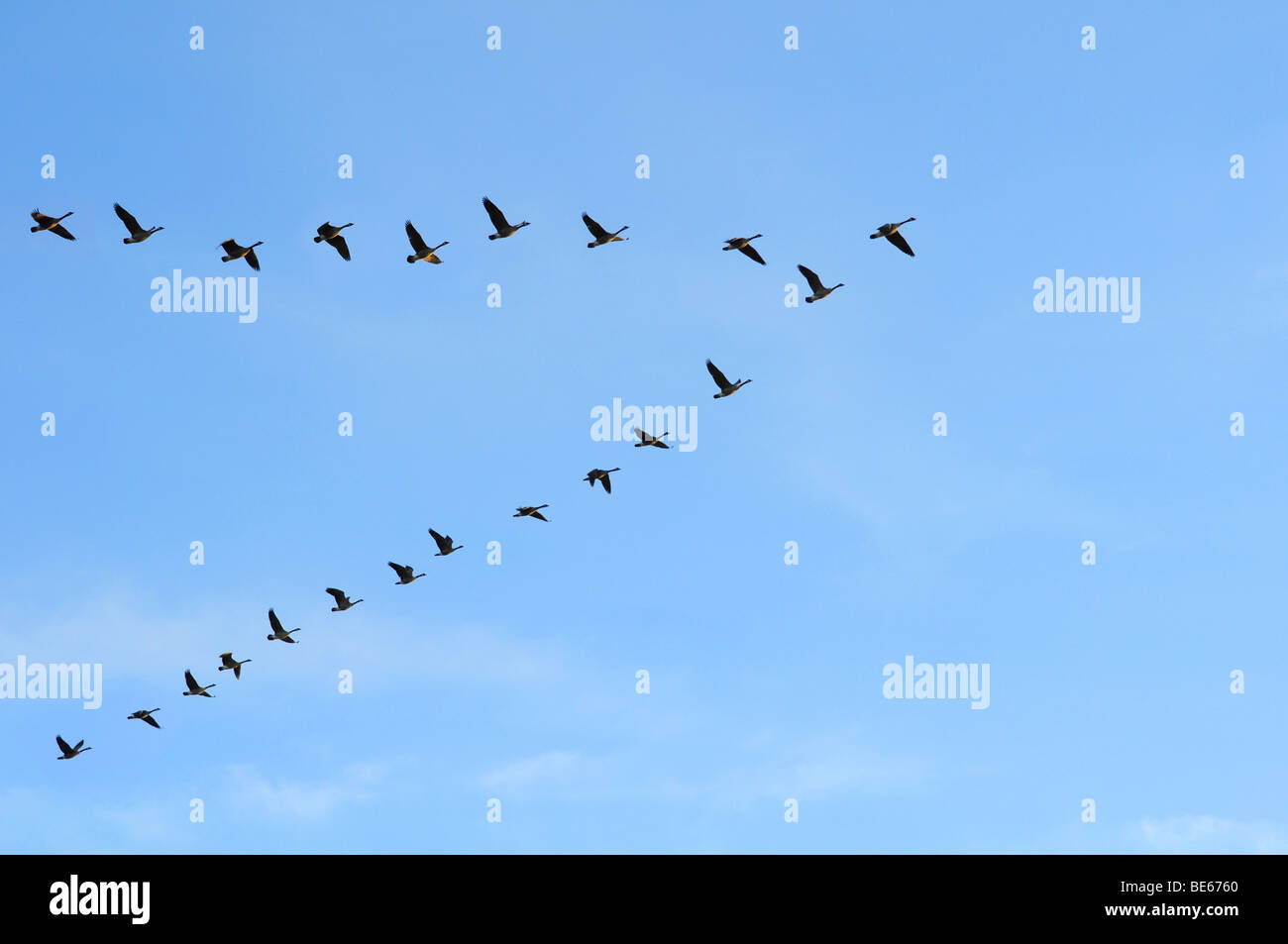 Oche canadesi in formazione volo su un cielo blu Foto Stock