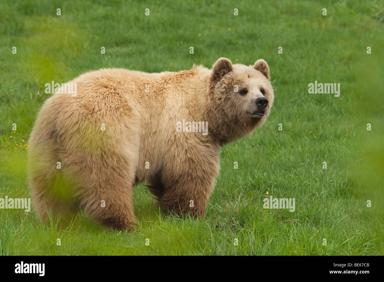 Unione l'orso bruno (Ursus arctos) in piedi su un prato. Foto Stock
